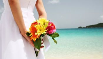 gerberas